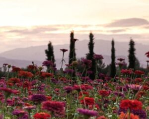 Ourika Community Gardens
