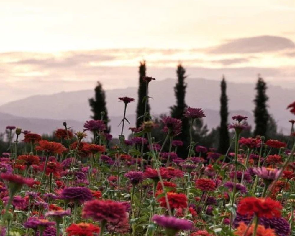 Ourika Community Gardens