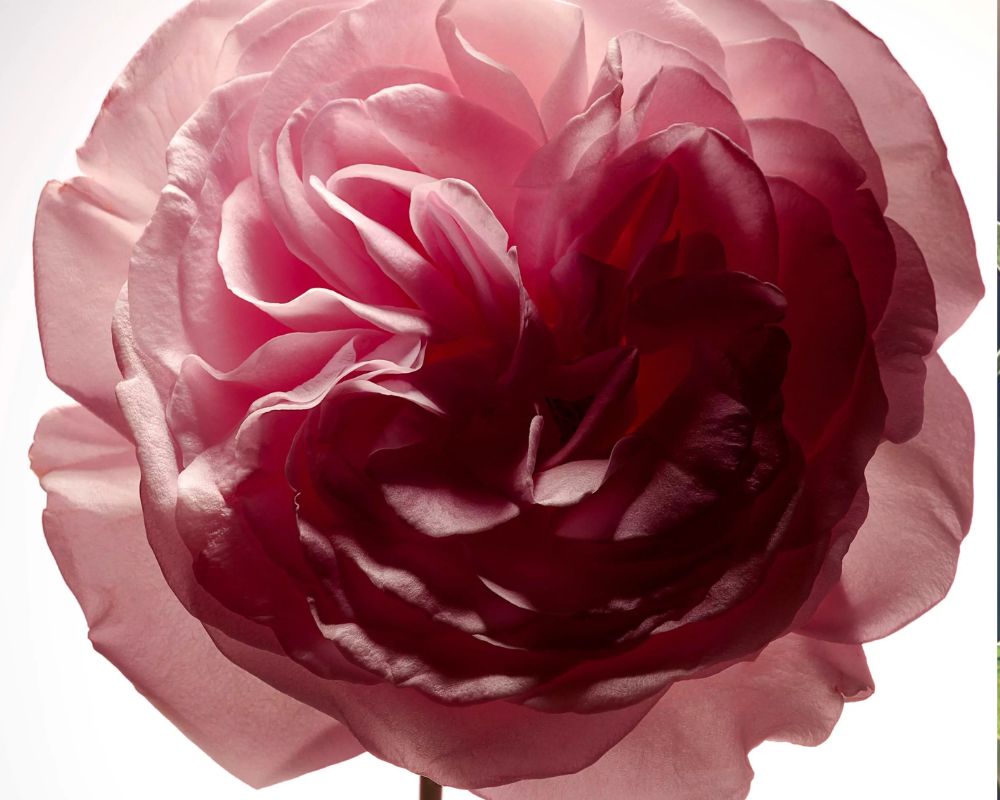 Luxury fragrance laboratories | Robertet
